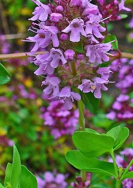 Thymian, Thymus serpyllum