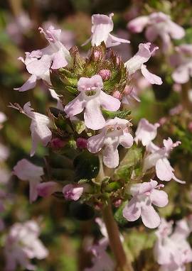 Thymian, Thymus vulgaris