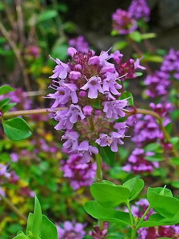 Quendel, Feld-Thymian (Thymus serpyllum): kugeliger Blütenstand mit kleinen, hellvioletten Lippenblüten über rundlichen grünen Blättern