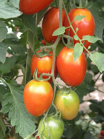 Tomaten