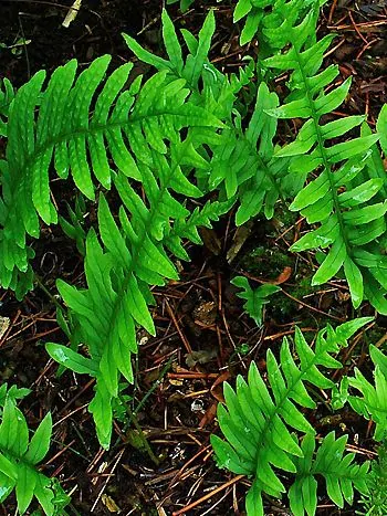 Gewöhnlicher Tüpfelfarn (Polypodium vulgare): Wedelunterseite mit rundlichen, orangebraunen Sporenhäufchen in Doppelreihen