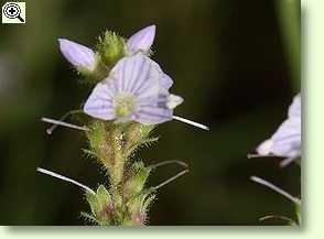 Veronica officinalis, Waldehrenpreis