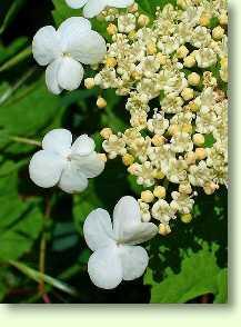 Gewöhnlicher Schneeball / Viburnum opulus