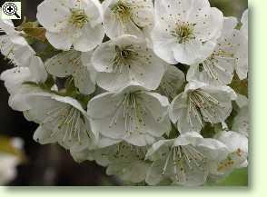 Blüten derSüßkirschen, Vogelkirschen