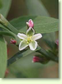 Vogelknöterich / Polygonum aviculare