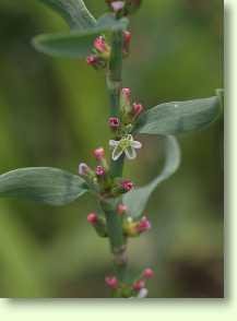 Vogelknöterich / Polygonum aviculare