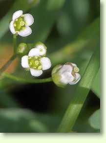 Vogelknöterich / Polygonum aviculare