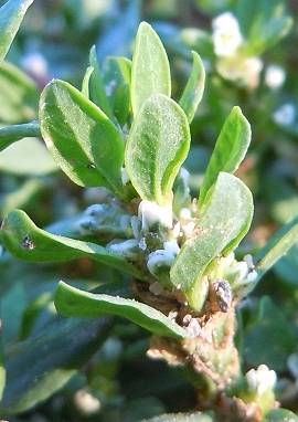 Vogelknöterich Vogelknöterich, Polygonum aviculare