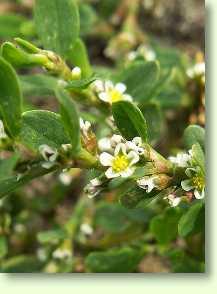 Vogelknöterich / Polygonum aviculare