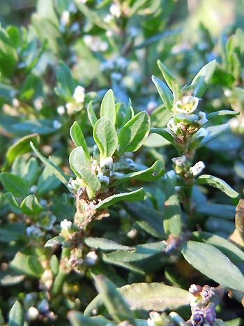 Vogelknöterich, Polygonum aviculare