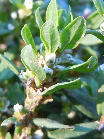 Vogelknöterich (Polygonum aviculare): niederliegende Triebe mit kleinen, länglichen Blättern und winzigen weißlich-rosa Blüten in den Blattachseln