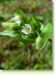 Vogelmiere / Stellaria media