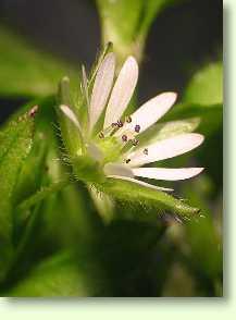 Vogelmiere / Stellaria media