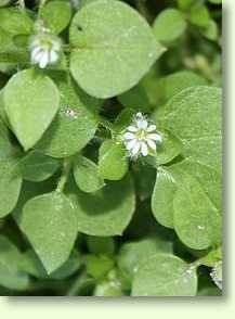 Vogelmiere / Stellaria media