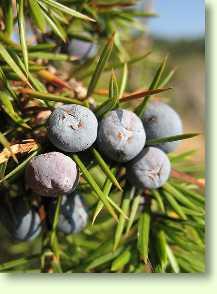 Wacholder / Juniperus communis