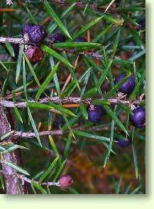 Wacholder / Juniperus communis