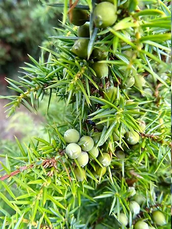 Gemeiner Wacholder (Juniperus communis): Zweige mit spitzen Nadeln und zahlreichen runden, unreifen graugrünen Beeren