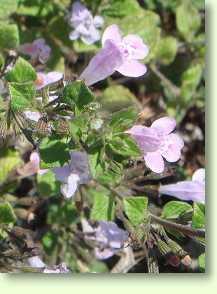 Wald-Bergminze / Calamintha sylvatica