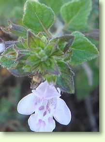 Wald-Bergminze / Calamintha sylvatica