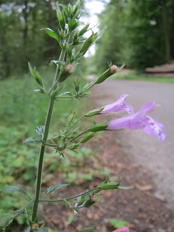 Wald-Bergminze