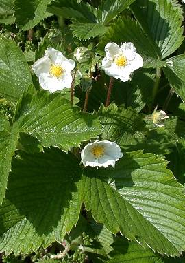 Walderdbeere Walderdbeere, Fragaria vesca
