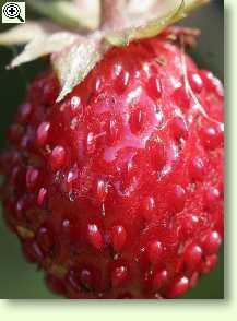 Wald-Erdbeere, Frucht