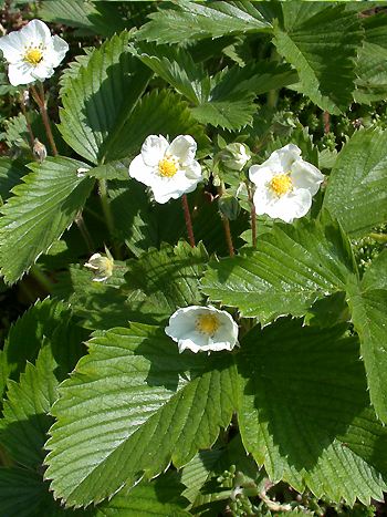 Wald-Erdbeere, Fragaria vesca