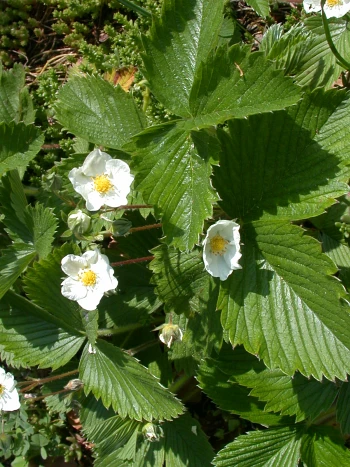 Walderdbeere (Fragaria vesca): weiße, fünfzählige Blüten mit gelber Mitte zwischen dreizähligen, gezähnten Blättern