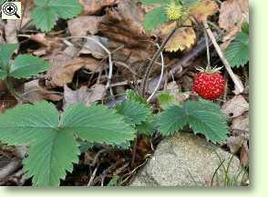 Wald-Erdbeeren