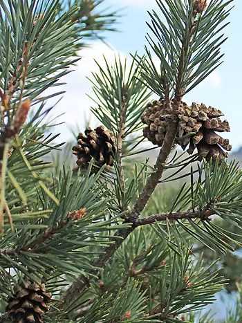 Kiefernzweig mit paarigen, bläulich-grünen Nadeln und einem Zapfen