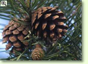 Zapfen einer Waldkiefer