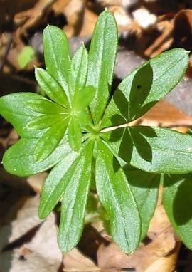 Waldmeister Waldmeister, Asperula odorata, Galium odoratum