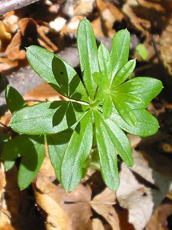 Waldmeister, Asperula odorata, Galium odoratum