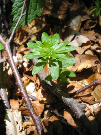 Waldmeister (Galium odoratum): junger Trieb mit sternförmig angeordneten, länglichen grünen Blättern über braunem Falllaub