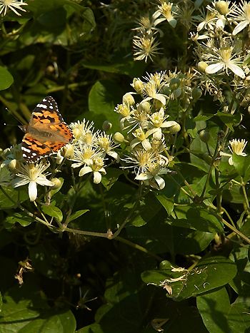 Waldrebe, Clematis vitalba