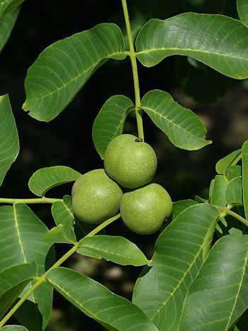 Walsnussbaum, Juglans regia