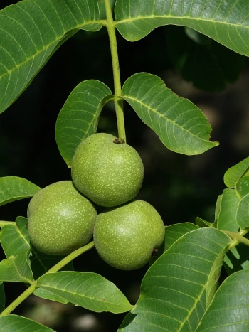Walnussbaum (Juglans regia): drei grüne, unreife Walnüsse in der Fruchthülle zwischen großen, gefiederten Blättern