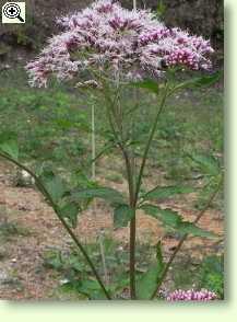 Wasserdost, Eupatorium cannabinum