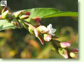 Wasserpfeffer, Blüte