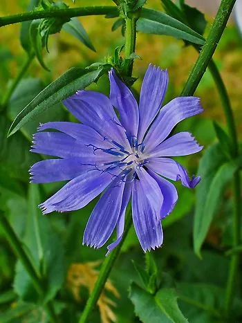 Gewöhnliche Wegwarte (Cichorium intybus): hellblaue Korbblüte mit gezähnten Zungenblüten an einem grünen Stängel