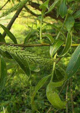 Weide Weide, Salix alba, Salix fragilis und andere