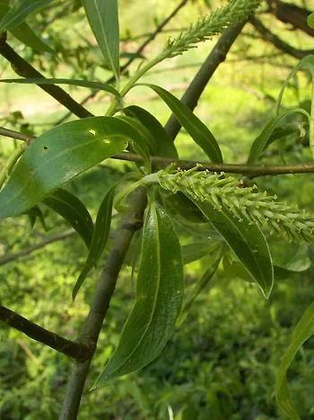 Silberweide (Salix alba): schmale, lanzettliche Blätter und hellgrüne, längliche Kätzchen an dunklen Zweigen