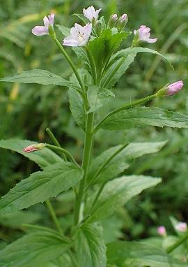 Weidenröschen Weidenröschen, Epilobium parviflorum