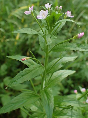 Weidenröschen, Epilobium parviflorum