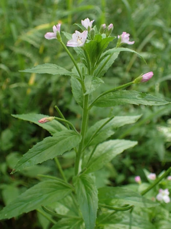 Kleinblütiges Weidenröschen (Epilobium parviflorum): kleine blassrosa Blüten und Knospen an einem aufrechten Stängel mit lanzettlichen, gezähnten Blättern