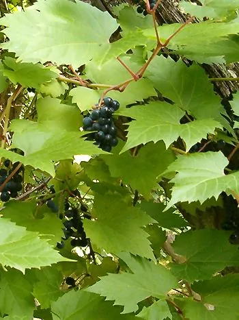 Weinrebe (Vitis riparia, Gattung Vitis): Ranke mit großen, gelappten Blättern und Trauben dunkler Beeren