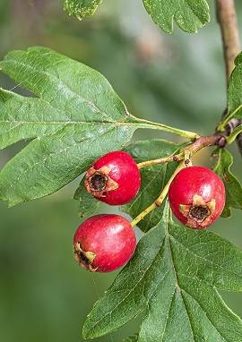 Weißdorn Weißdorn, Crataegus monogyna