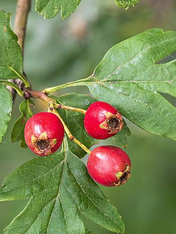 Weißdorn, Crataegus monogyna