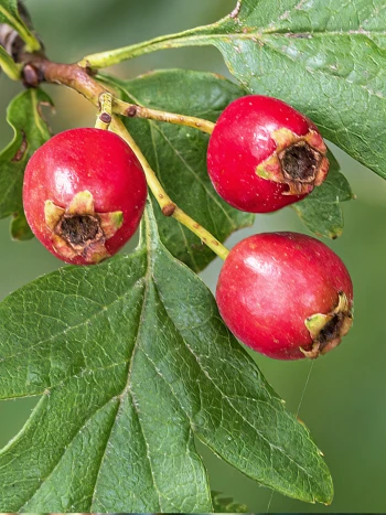 Eingriffeliger Weißdorn (Crataegus monogyna): drei rote, kugelige Früchte mit Kelchresten an einem Zweig mit gelappten grünen Blättern