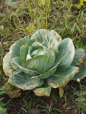 Weißkohl Weißkohl, Brassica ol. capitata